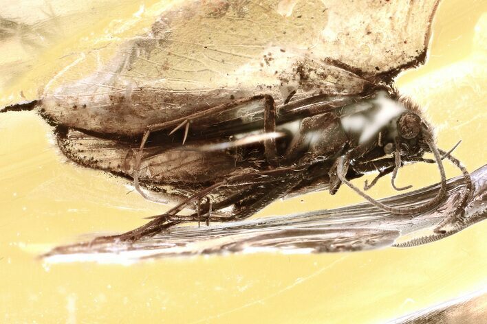 Detailed Fossil Caddisfly (Trichoptera) In Baltic Amber #321884